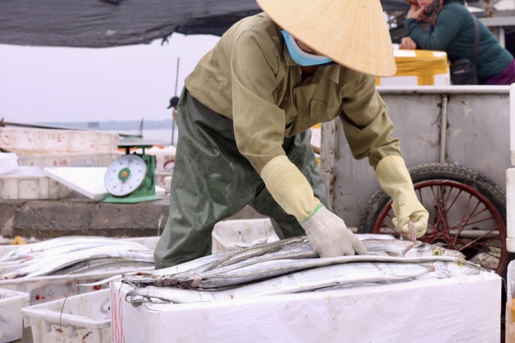 Bên cạnh cá bạc má, những mẻ cá hố tươi ngon cũng vừa được cập bến.