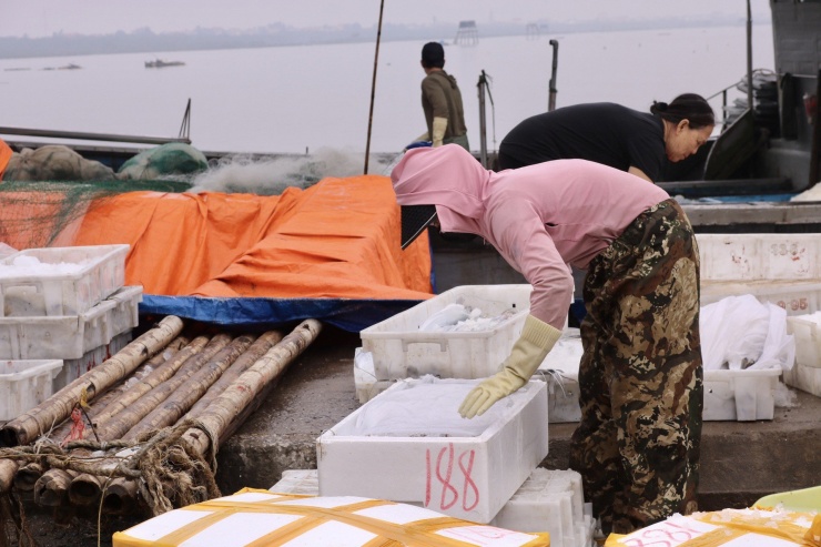 Các chủ tàu cho biết, đợt này ra khơi thời tiết rất thuận lợi, thuyền nào cũng đều thu hoạch được nhiều loại cá có giá trị lớn nên ngư dân rất phấn khởi.