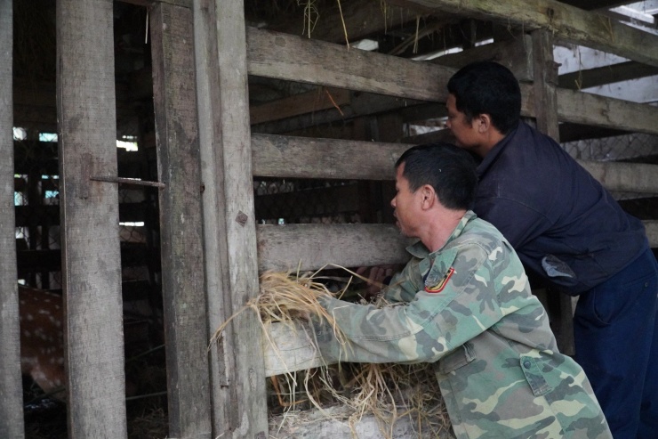 Dịp này, tại nhà ông Võ Văn Tuấn (trú xã Sơn Trung, huyện Hương Sơn) cắt cặp nhung nặng hơn 600gr. Để cắt nhung, ông Tuấn thuê những đội thợ lành nghề để cắt, đảm bảo sức khoẻ cho hươu và nhung.