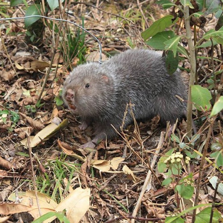 Dúi rừng hay còn được gọi là con chuột nứa, có tên tiếng anh là Bamboo Rat
