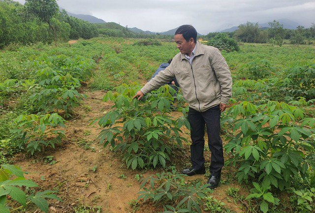 Ông Nguyễn Văn Thành tham mưu cho tỉnh Quảng Ngãi triển khai sản xuất hai giống sắn HN3, HN5 khi chưa được phép lưu hành là vi phạm. Ảnh: T.Trực