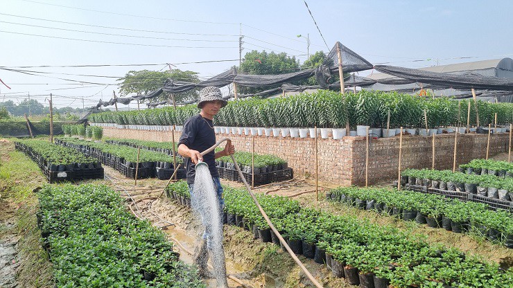 Để đảm bảo hoa nở đúng dịp tết, các nhà vườn phải điều chỉnh&nbsp;nhiệt độ, nước phù hợp với thời tiết