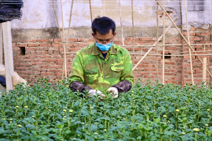 Anh Nguyễn Văn Long (làng hoa Đông Cương) cho biết: "Năm nay, nhà tôi trồng khoảng vài vạn gốc hoa cúc. Năm nay giá phân bón và thuốc tăng cao nên người làm vườn như chúng tôi chăm sóc vất vả nhưng cũng chỉ mong gỡ lại được chút vốn."