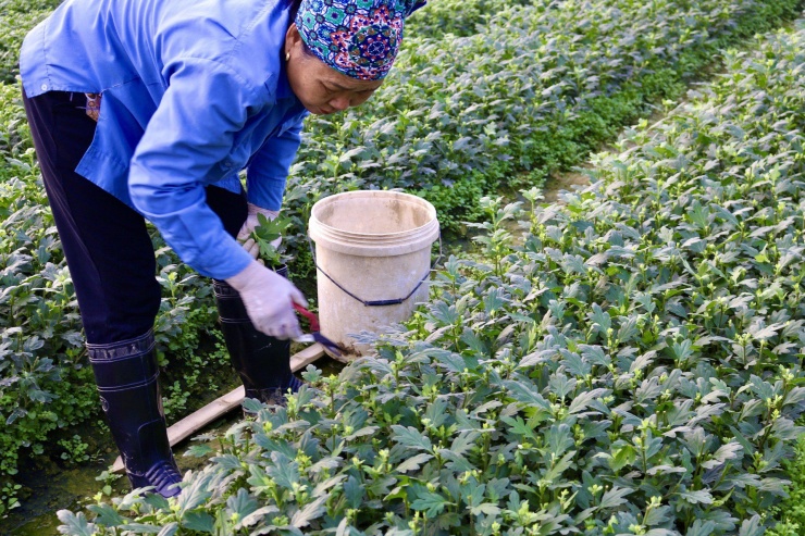 Sau ảnh hưởng mưa lũ, người dân làng hoa Đông Cương nhanh chóng mua giống và gieo trồng vụ mới để cho kịp thu hoạch đợt tết.