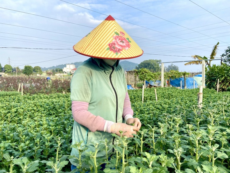 Bà Lê Thị Nụ (51 tuổi) cho biết: "Nhà tôi vừa trồng hoa vừa trồng thêm hoa màu để đi bán nhưng đợt mưa vừa rồi ngập hư hết. Ước tính thiệt hại khoảng hơn 20 triệu đồng. Còn vườn trồng hồng bên cạnh nhà tôi thiệt hại đến gần 100 triệu."