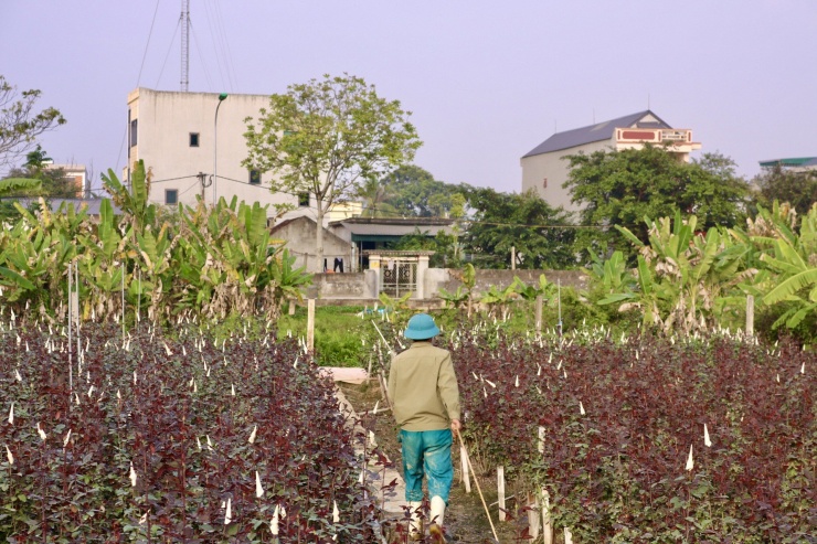 Bên cạnh hoa cúc, hoa hồng cũng là loại cây "chủ lực" của bà con làng hoa Đông Cương, thế nhưng theo người dân năm nay hoa hồng cũng mất giá.