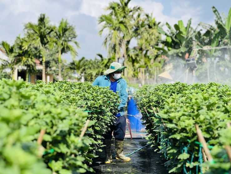 Hiện nông dân nơi đây đang bước vào giai đoạn cuối của quá trình chăm sóc hoa trước khi xuất bán ra thị trường dịp Tết Nguyên đán. Ảnh: Nguyễn Ngọc