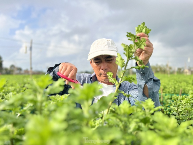 Hoa Tết chưa nở đã được thương lái mua sạch tại vườn - 3