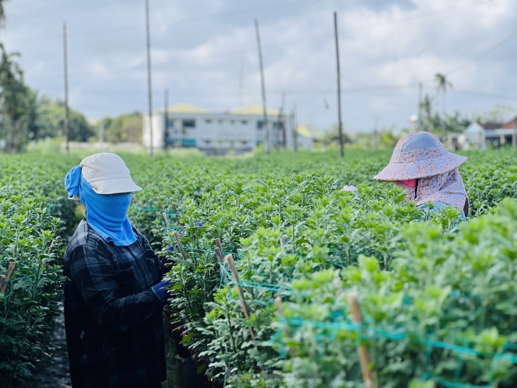 “Cũng như năm ngoái, mặc dù còn hơn 1 tháng nữa mới đến Tết Nguyên đán, tuy nhiên 1.000 hoa cúc của gia đình đã được thương lái đến đặt mua hết rồi. So với năm ngoái giá hoa năm nay cũng không cao hơn là mấy”, ông Nông nói. Ảnh: Nguyễn Ngọc