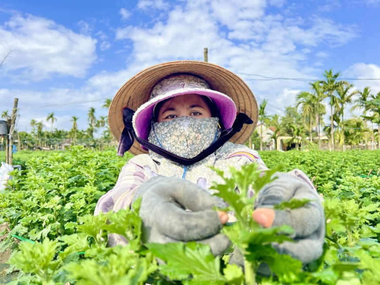 Ông Bùi Phát (trú thôn Đồng Viên, xã Nghĩa Hiệp) cho hay, năm nay gia đình trồng 1.000 chậu hoa cúc, những ngày qua thương lái từ các tỉnh Thừa Thiên Huế, Quảng Trị, Quảng Nam, Quảng Bình, Bình Định… vào đặt mua hết cả rồi. Không riêng gì vườn nhà ông, nhiều vườn khác cũng đã có người đến mua sạch.