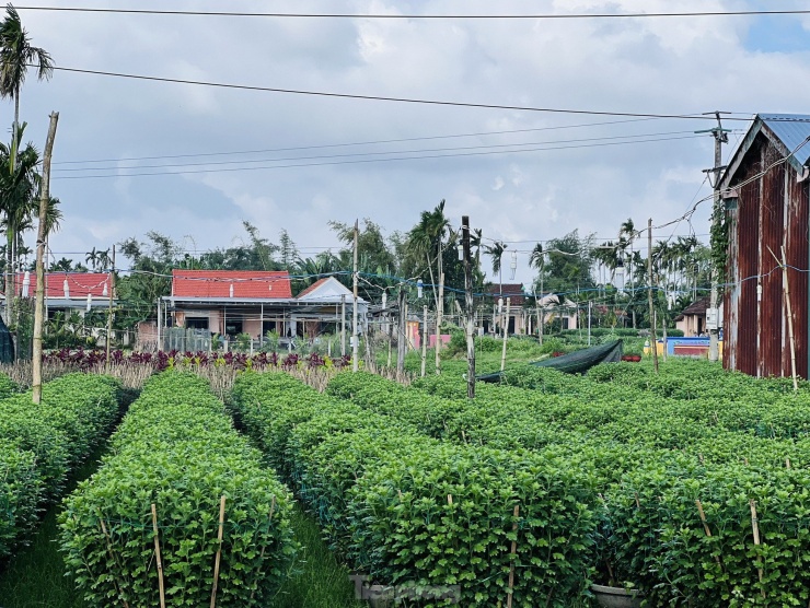 Theo bà Thịnh, sau khi được Cục Sở hữu trí tuệ cấp bằng công nhận nhãn hiệu “Hoa Nghĩa Hiệp” và trở thành sản phẩm đạt OCOP 3 sao, thương hiệu hoa Nghĩa Hiệp từ đó được biết đến rộng rãi hơn. Ảnh: Nguyễn Ngọc