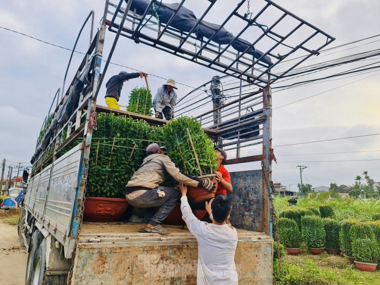 Làng hoa xã Nghĩa Hiệp (huyện Tư Nghĩa, tỉnh Quảng Ngãi) không chỉ là “thủ phủ” hoa cúc Tết của Quảng Ngãi, mà đây còn là làng hoa Tết lớn nhất của miền Trung, hàng năm, cung cấp hàng trăm nghìn chậu hoa cho thị trường Tết khắp các tỉnh, thành miền Trung, Tây Nguyên, mang lại nguồn thu nhập cao dịp cuối năm. Ảnh: Nguyễn Ngọc