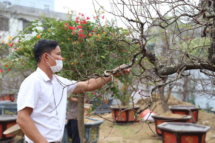 Giá mỗi cành hoa đào dao động từ vài trăm đến cả triệu đồng, tùy thuộc vào độ to nhỏ, dáng cây.