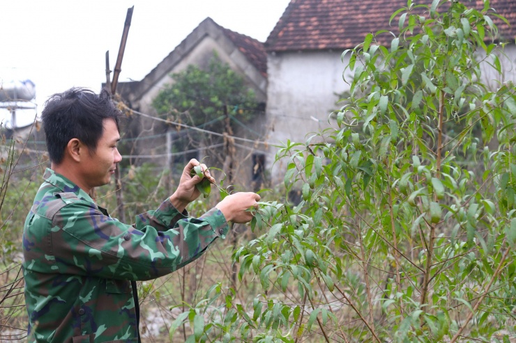 Từ sáng sớm, anh Phạm Hồng Thắng (33 tuổi, trú xóm 7, xã Nghi Ân) đã tất bật với các công đoạn tuốt lá, tỉa cành khô, cành vụn cho cây đào. Đây được xem là công đoạn “thay áo” cho các gốc đào, cũng là công đoạn cuối để chuẩn bị cho đào ra hoa vào dịp Tết Nguyên đán.