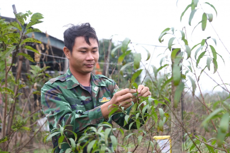 “Mỗi người trồng đào sẽ có kinh nghiệm riêng để nhận biết thời điểm thích hợp nhất cho việc tuốt lá hay để đào tự xuống lá. Thông thường sẽ tuốt lá từ khoảng 30-45 ngày tuỳ theo thời tiết. Hiện tại một số gốc đào lá tự rụng, số khác tuốt lá, một số búp đã hé mở”, anh Thắng chia sẻ.