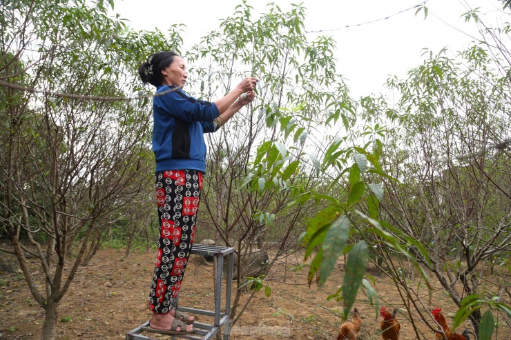 Người trồng đào phai tất bật &#39;xuống lá&#39; đón Tết - 10