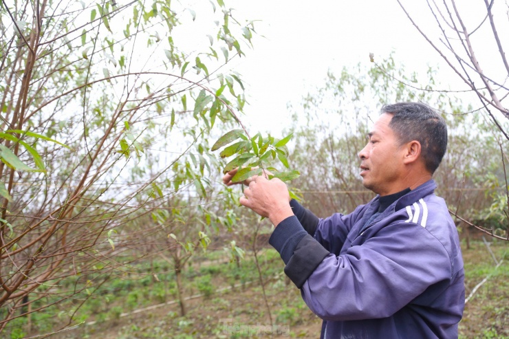 Năm ngoái, gia đình ông Nguyễn Văn Nhật (56 tuổi, trú xóm 7, xã Nghi Ân) bán được 70 triệu đồng tiền đào. Ông mong rằng năm nay toàn bộ nở đúng dịp Tết để có thêm thu nhập.