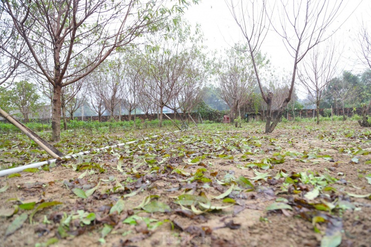 Hàng trăm hộ dân trồng đào ở xã Nghi Ân đang đếm ngược từng ngày trong tâm thế phấn khởi hướng tới vụ đào Tết bội thu.