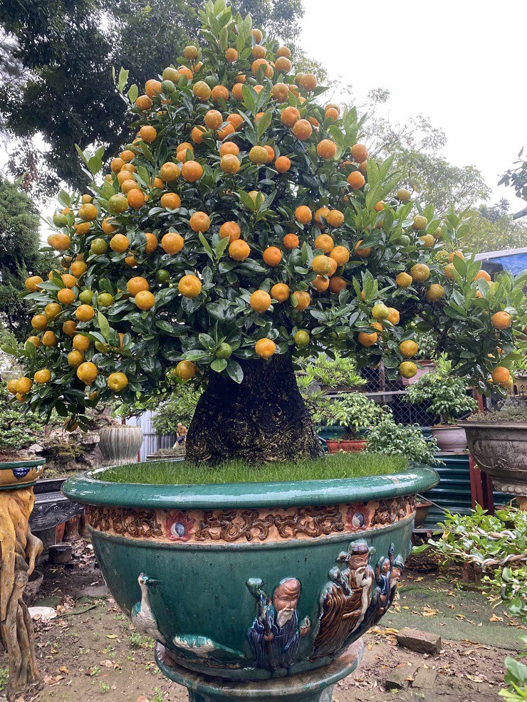 Ông đặt tên cho cây quất này là “tích tụ phát lộc” và phát giá 300 triệu đồng.
