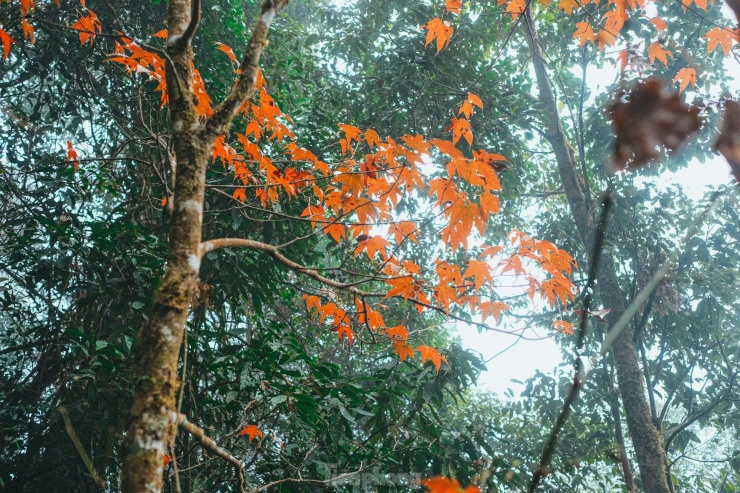 Mùa lá phong ở Tả Liên Sơn thường kéo dài đến gần cuối tháng 12.