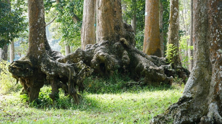 Hàng trăm cây sao, cây dầu có tuổi thọ từ hàng trăm năm với những bộ rễ khổng lồ trồi lên mặt đất, tạo nên những hình thù kỳ lạ và đẹp mắt.