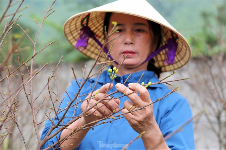 "Năm nay thời tiết khác với năm trước nên trong vườn không thể tỉa lá đồng loạt mà chọn cây, nhìn búp non hay già để tỉa phù hợp. Mai đang thời kỳ ủ bông, dự kiến sẽ nở trúng dịp Tết Nguyên đán”, bà Bình nói.