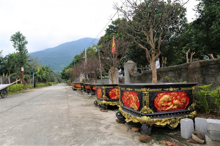 Dịp này, hai bên đường vào thủ phủ mai vàng Kỳ Nam, người dân đã trồng mai vào chậu, bày bán.