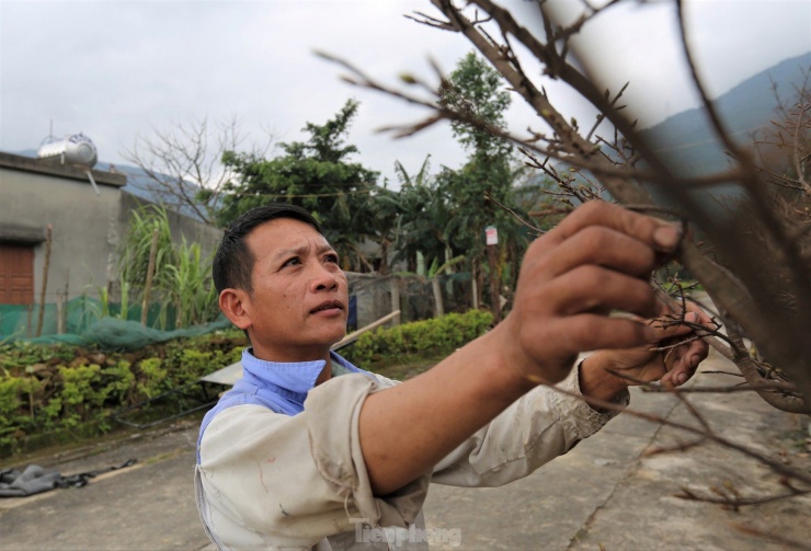 Lãnh đạo địa phương cho biết, mai vàng Kỳ Nam năm nay được bán với giá trung bình từ 5-7 triệu đồng/cây, một số cây có hình thù kỳ lạ giá 10-15 triệu đồng/cây. Với những cây nhiều năm tuổi, có thể có giá lên đến hàng trăm triệu đồng.