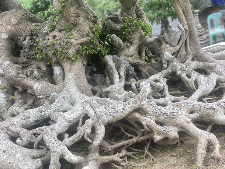 Mãi sau này, do quá yêu thích và đam mê cây sanh này, lại cùng ở Hải Dương nên vợ chồng chị Trang đã thuyết phục được ông Cường để lại cây Long Chúa cho mình.
