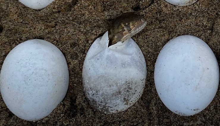 Rồng Nam Mỹ đẻ trứng và ấp nở với tỷ lệ đạt đến 100%.