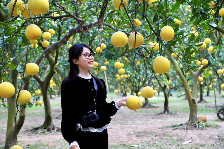 Với không gian rộng và những hàng bưởi thẳng hàng, du khách đến đây chỉ cần đưa điện thoại lên sẽ có được những bức ảnh đẹp.