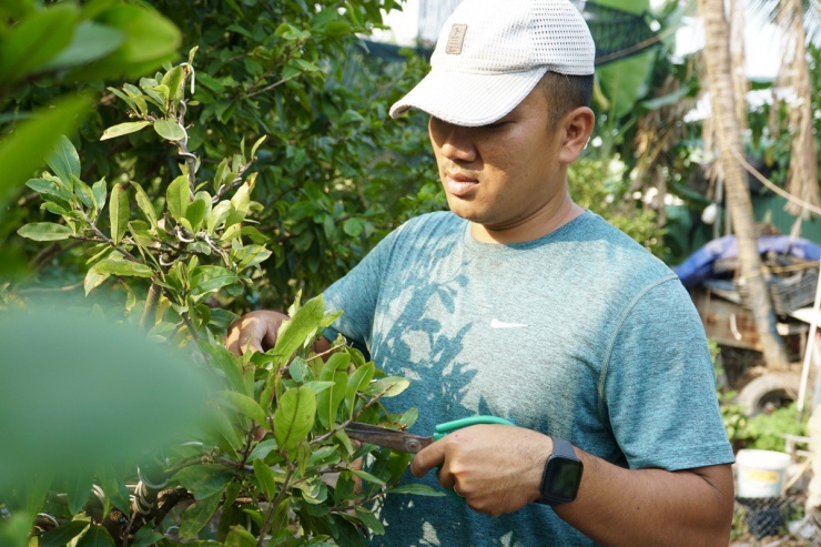 Anh Huỳnh Lê Khánh Triều, vườn mai Sáu Hải cho biết: “Cứ sáng nắng nóng, chiều mưa rào khiến mai bị tình trạng nở xung đột. Năm nay là năm nhuận nên người trồng mai sẽ có thêm 1 tháng để chuẩn bị, phục hồi, hy vọng mai sẽ đạt chất lượng tốt hơn”.