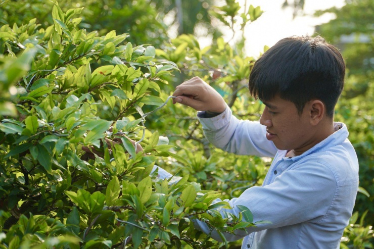 Giai đoạn này, các nhân công tại vườn đang tập trung tháo kẽm, sang chậu mới, độ 10 ngày nữa sẽ lặt lá mai. Nhà vườn dự kiến sẽ thuê khoảng 50 nhân công để làm công đoạn này.