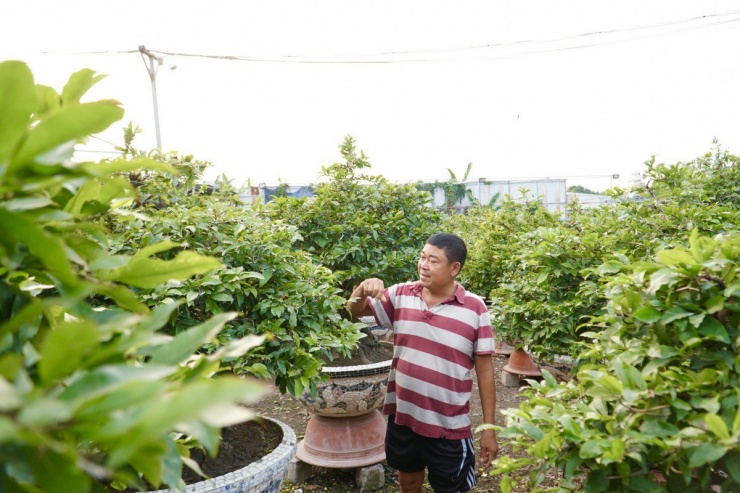 Những ngày cuối năm, nhà vườn cũng canh cánh nỗi lo chung khi thời tiết thất thường khiến việc chăm sóc trở nên vất vả.