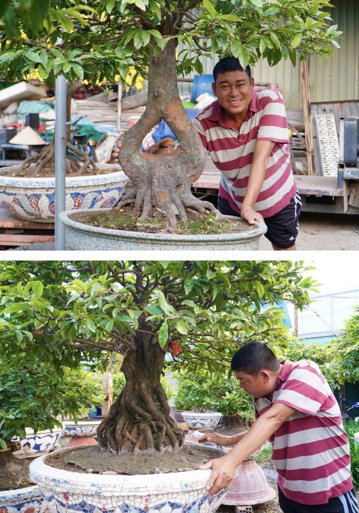 Những dáng mai độc đáo hình trái tim, hình trái banh có giá trị cao tại vườn.