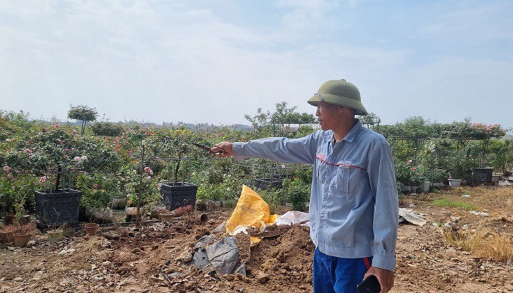 Anh Hùng, chủ vườn hồng cổ bên những chậu hồng cổ được tạo dáng chờ xuất bán