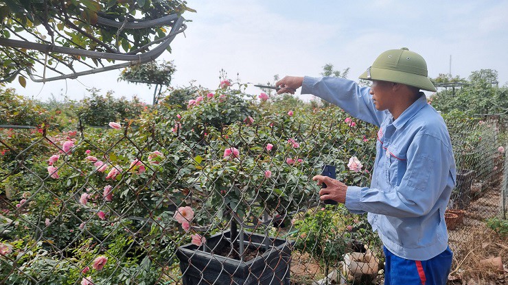 Chủ nhà vườn cắt tỉa, tạo dáng cho các chậu hồng cổ