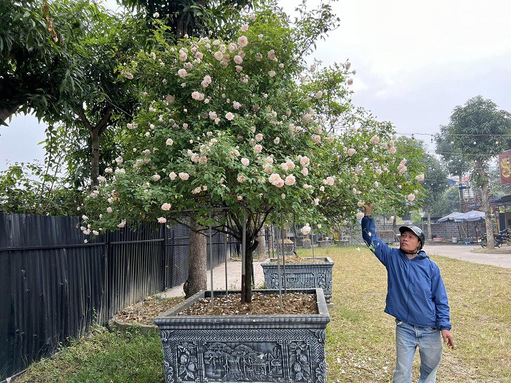 Tương tự, tại Thái Nguyên, anh Nguyễn Văn Hậu, chủ một vườn hoa cũng cho hay, năm nay các dòng cao cấp sẽ chậm hơn các năm trước.