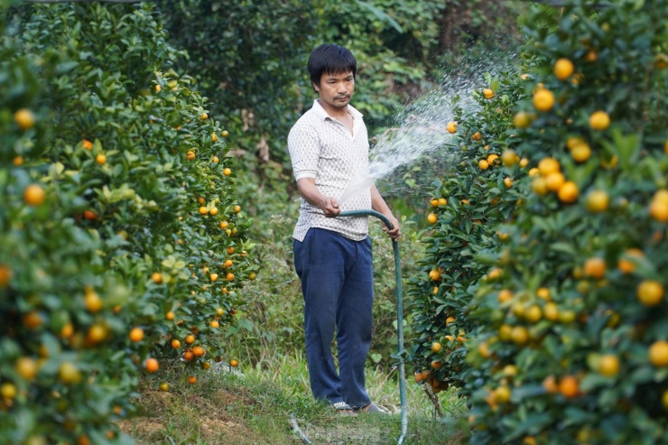 "Năm nay có khoảng trên 600 gốc bán đúng dịp Tết. Quất tôi trồng có quất thế và dáng tháp, hiện nay có khoảng 200 gốc đã có người đặt mua. Còn lại dịp Tết tôi sẽ mang ra phố bán để kiếm thêm thu nhập bù lại chi phí năm nay số lượng cây hư hỏng nhiều", anh Thao nói.