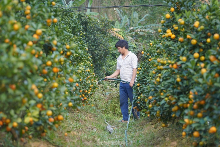 Anh Nguyễn Văn Thao (SN 1985), trú tại thôn Lâm Phúc, xã Sơn Lâm, Hương Sơn (Hà Tĩnh) từng tốt nghiệp Đại học Nông nghiệp 1 (Hà Nội). Sau khi ra trường, anh làm việc tại Viện nghiên cứu rau quả (thuộc Viện Khoa học Nông nghiệp Việt Nam).