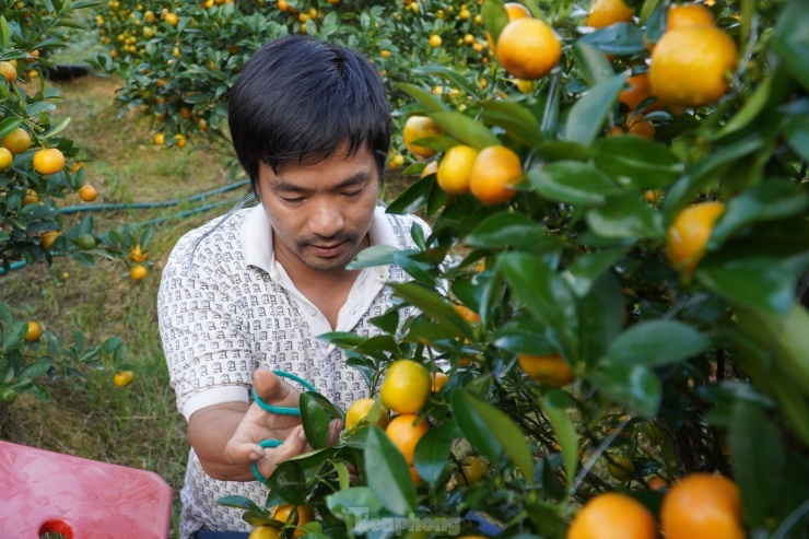 Những cành sâu bệnh, cành khuất sâu trong tán và cành vượt được anh Thao bấm tỉa thường xuyên để cây cho dáng đẹp và quả đều.