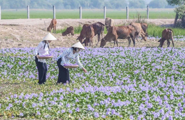 Cánh đồng hoa lục bình nằm ngay cạnh Quốc lộ 62, giáp ranh biên giới nước bạn, có không gian tuyệt vời với những đồng ruộng lúa rộng lớn xanh mướt, với đàn bò gặm cỏ và một cây xanh một nằm ngay giữa cánh đồng hoa, tạo nên view cực đỉnh đẹp tựa tranh vẽ.