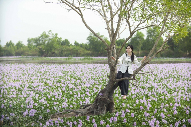 Chị Nguyễn Thị Ngọc Thảo (huyện Thủ Thừa, Long An) cho biết: “Quê tôi ở Bến Tre có nhiều loại hoa lắm. Nhưng từ khi lấy chồng về Long An hơn 7 năm, đây là lần đầu tiên tôi được ngắm vẻ đẹp hoang sơ của loài hoa lục bình tím cả cánh đồng, rất nên thơ, lãng mạn và đầy say đắm. Tôi rất thích vẻ mộc mạc này và tìm đến đây để chụp ảnh”.