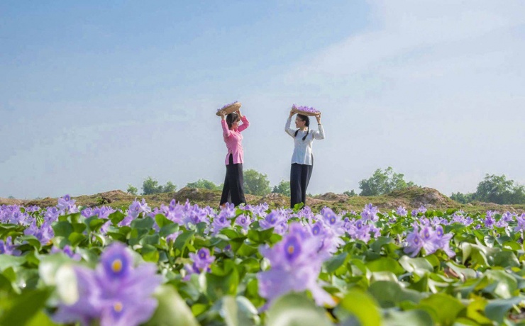 Chị Huỳnh Minh Nguyện (38 tuổi, xã Bình Hòa Trung, huyện Mộc Hóa) chia sẻ: "Vốn sinh ra ở vùng quê, từ nhỏ lại yêu thích cảnh đẹp vùng sông nước thiên nhiên, đặc biệt là những bông hoa dại. Những ngày gần đây trên mạng xã hội giới thiệu về cánh đồng lục bình ở Vĩnh Hưng, dù là công việc bận rộn nhưng tôi vẫn tranh thủ cuối tuần cùng cô bạn thân đến đây trải nghiệm. Cảm giác hòa mình với thiên nhiên giúp tôi quên đi những áp lực của cuộc sống và công việc...".