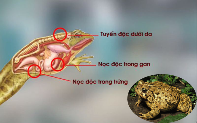 Ăn thịt cóc rất nguy hiểm.