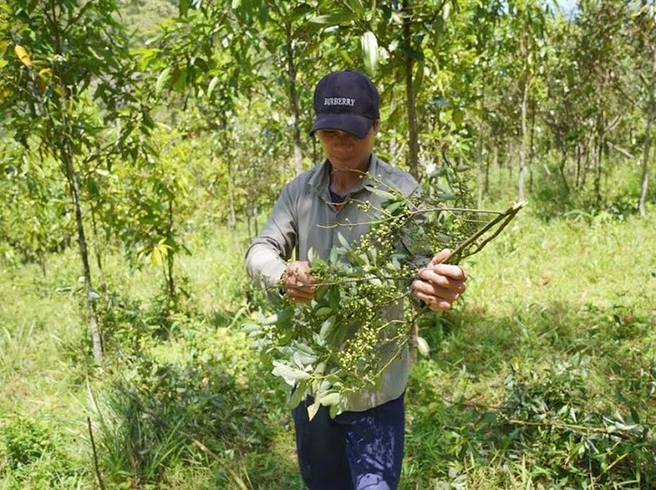 &nbsp;Thời điểm từ tháng 6 đến tháng 9 dương lịch hàng năm, ở những bìa rừng thấp, sả rừng mọc lúc lỉu trên cây
