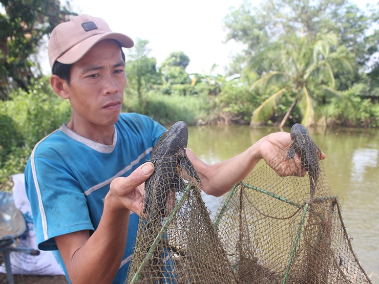 Nhiều người tửng thưởng thức cho biết, cá lau kiếng bề ngoài dữ tợn nhưng thịt lại rất ngọt, dai, ngon không kém thịt gà.
