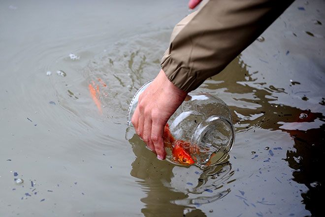 Nên thả cá chép ở những ao hồ, sông suối sạch sẽ để không làm cá chết. Ảnh minh họa