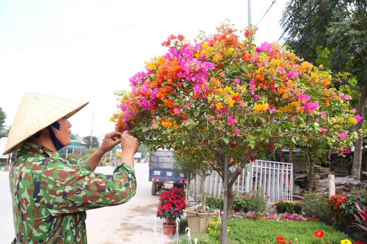 Anh Nguyễn Bình Trọng, chủ một vườn hoa ở xã Nghi Ân cho biết, hoa giấy từng có thời điểm bị người dân chặt bỏ nhiều. Khoảng 4-5 năm trở lại đây, loài hoa này bắt đầu “hot” trở lại, được nhiều người ưa chuộng, đặc biệt là những cây hoa giấy có thân lớn, độc đáo.