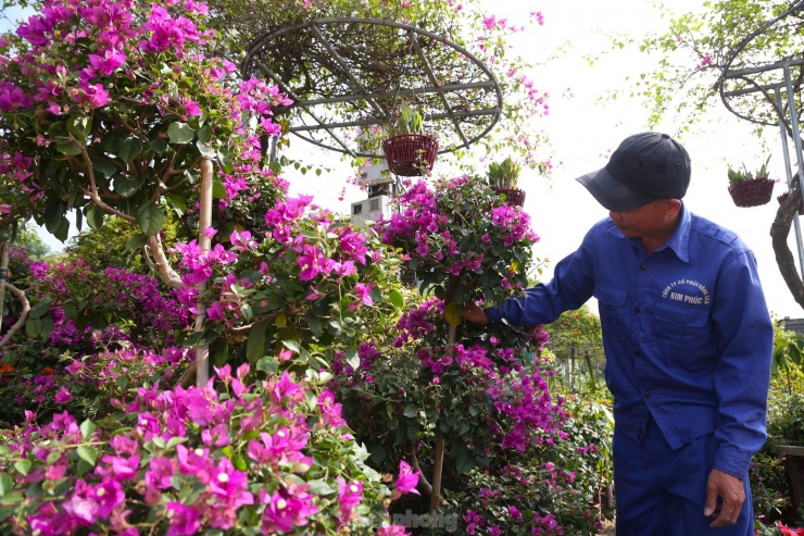 Không sặc sỡ như hoa giấy ngũ sắc, loài hoa giấy bonsai cũng hút người mua bởi giá cả phải chăng, thế độc và nhiều hoa.